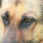 Како разумети да је вашем псу досадно са својим пријатељима: упозоравајући знаци усамљености у чопору kako-razumeti-da-je-vashem-psu-dosadno-sa-svojim-prijateljima.jpg